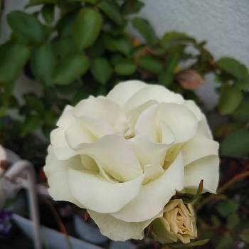 バラ 緑光の画像 by 9689さん | バラとバラ 緑光と咲いた！と毎年咲くとばら バラ 薔薇