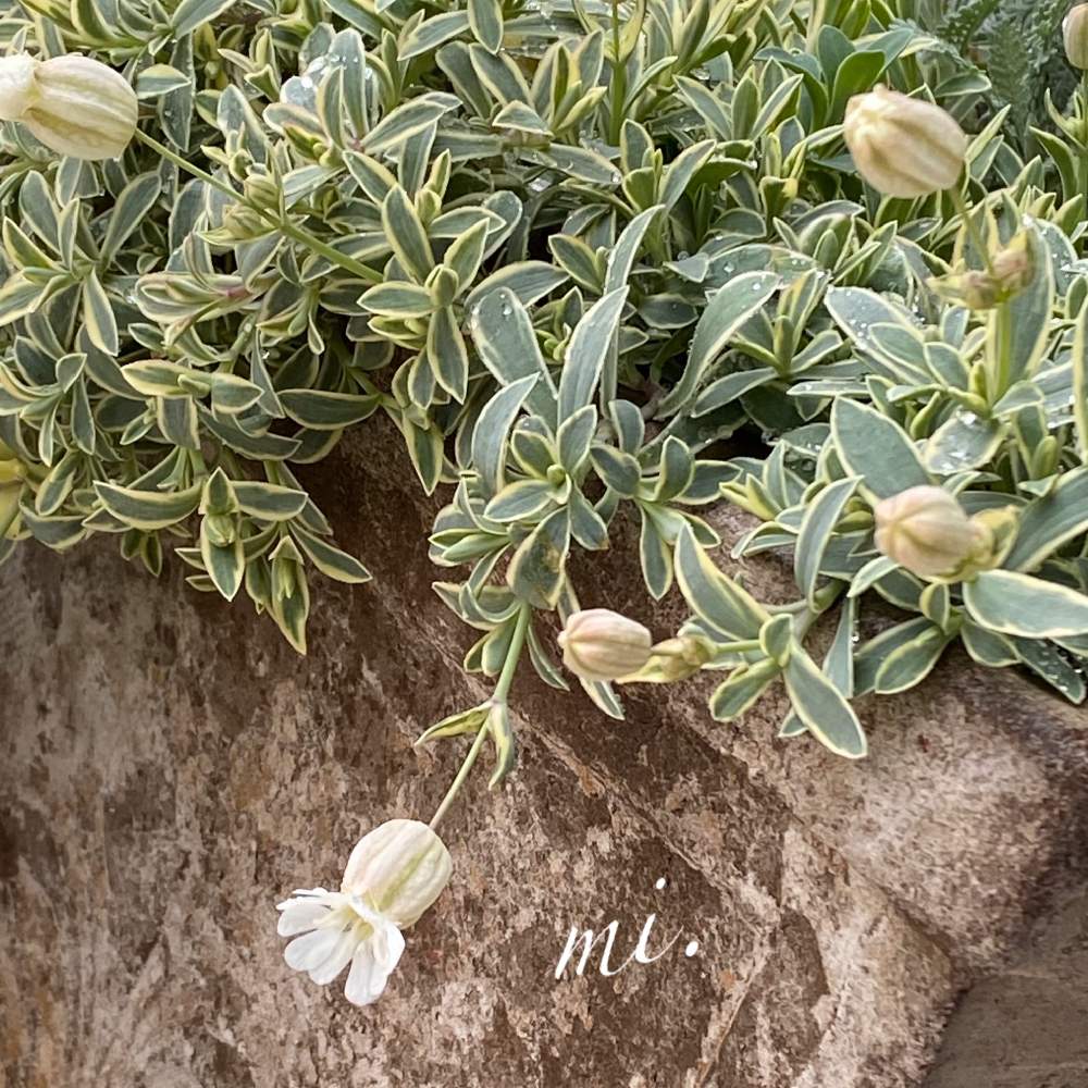 シレネ ユニフローラの投稿画像 By Mi さん 雨の日の一枚とリーフ好きとおうち園芸と雨の日の軒下と雨上がりの庭と花 のある暮らしと斑入り好きと雨の日の一枚とリーフ好きとおうち園芸と雨の日の軒下と雨上がりの庭と花のある暮らしと斑入り好き 月4月12日