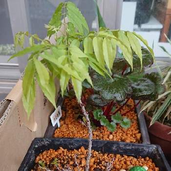 小藤の投稿画像一覧 Greensnap グリーンスナップ