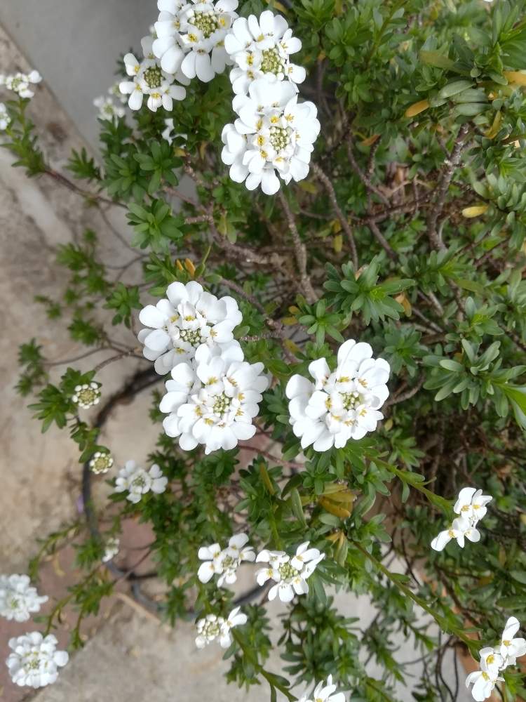 イベリアの投稿画像 By りぼんさん 可憐な花とイングリッシュガーデンに憧れてと花のある暮らしと白い花と素敵なガーデンと庭の宿根草 月4月12日 Greensnap グリーンスナップ