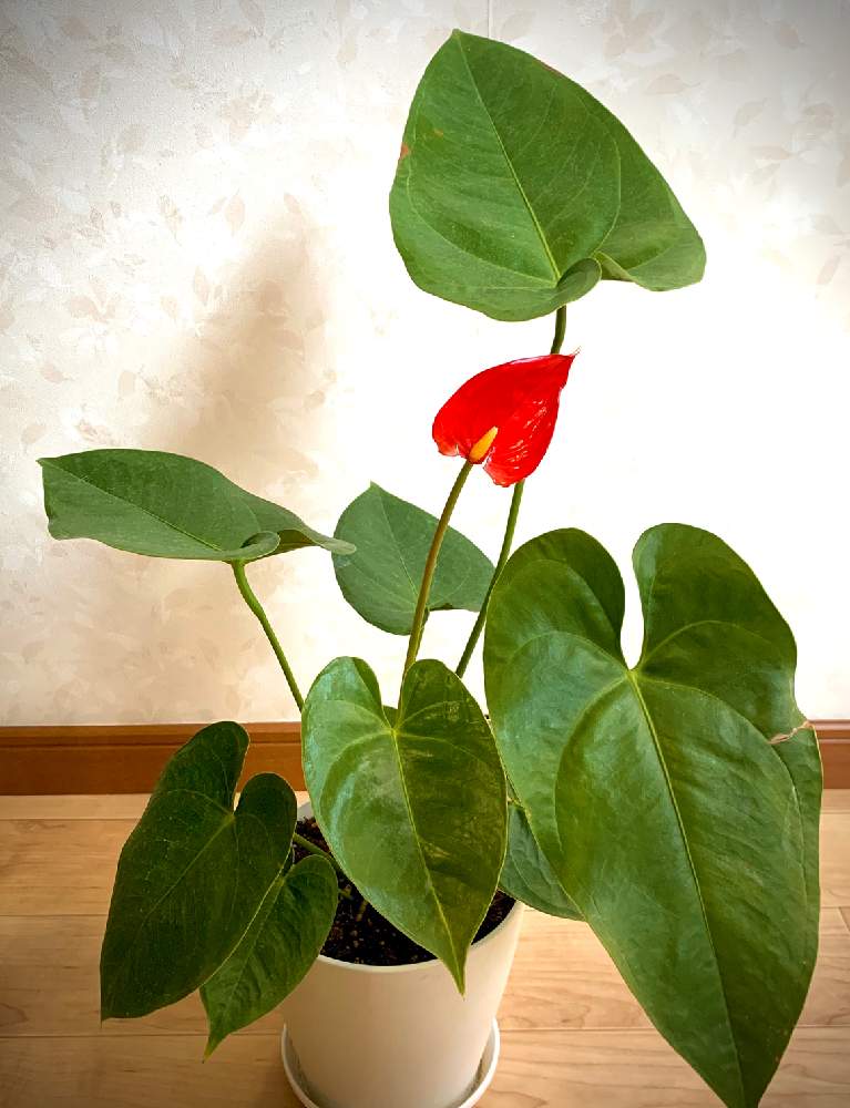 アンスリウム アンドレアナムの投稿画像 By チコさん 観葉植物と開花とアンスリウム 月4月12日 Greensnap グリーンスナップ