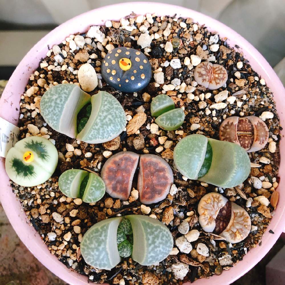 リトープスの投稿画像 By Kakkyさん リトープスmixと多肉植物とhtcと多肉大好きとリトコトリと多肉のある暮らしとおうち園芸とgsミニモニ と植中毒と多肉好きな人と繋がりたいと多肉女子とタニラーとたにおたくらぶとベランダーと癒しのひと時 月4月12日