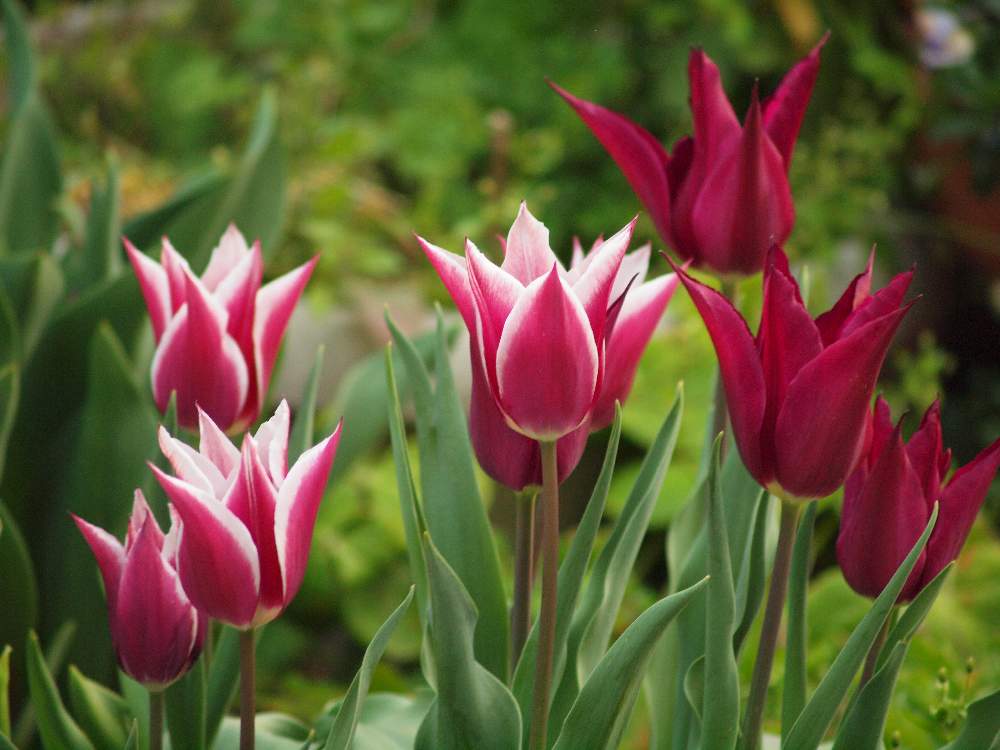 チューリップの投稿画像 By たまちゃんさん チューリップ クラウディア とチューリップ パープルハートと今日のチューリップと 秋植え球根 フォトコンテストと花の15年組とガーデニングと球根植物 月4月12日 Greensnap グリーンスナップ