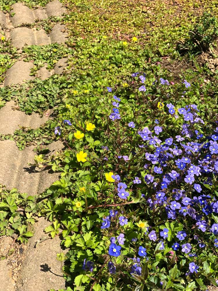 ベロニカ オックスフォードブルーの投稿画像 By ネズナイカさん へびいちごと小さな庭とベロニカオックスフォードブルー とへびいちごの花と ベロニカオックスフォードブルー とへびいちごの花 月4月12日 Greensnap グリーンスナップ Greensnap