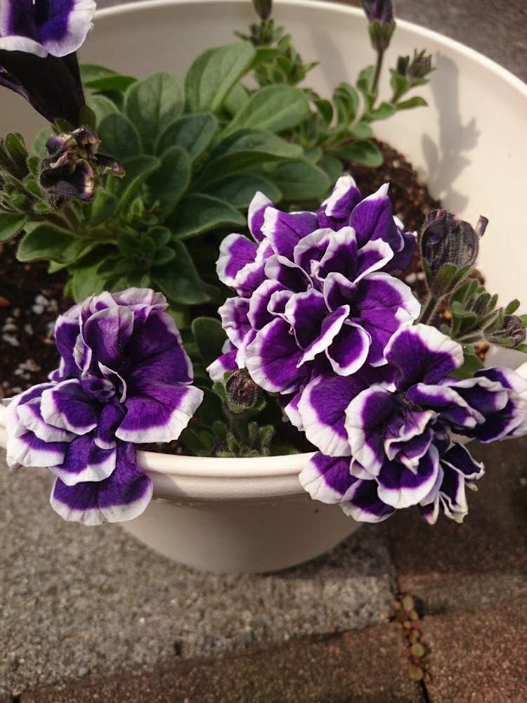 ペチュニアの投稿画像 By しゅんさん ペチュニア 花衣 藍染とペチュニア藍染とコロナウイルスの終息を願う と おうち園芸 フォトコンテスト 月4月12日 Greensnap グリーンスナップ