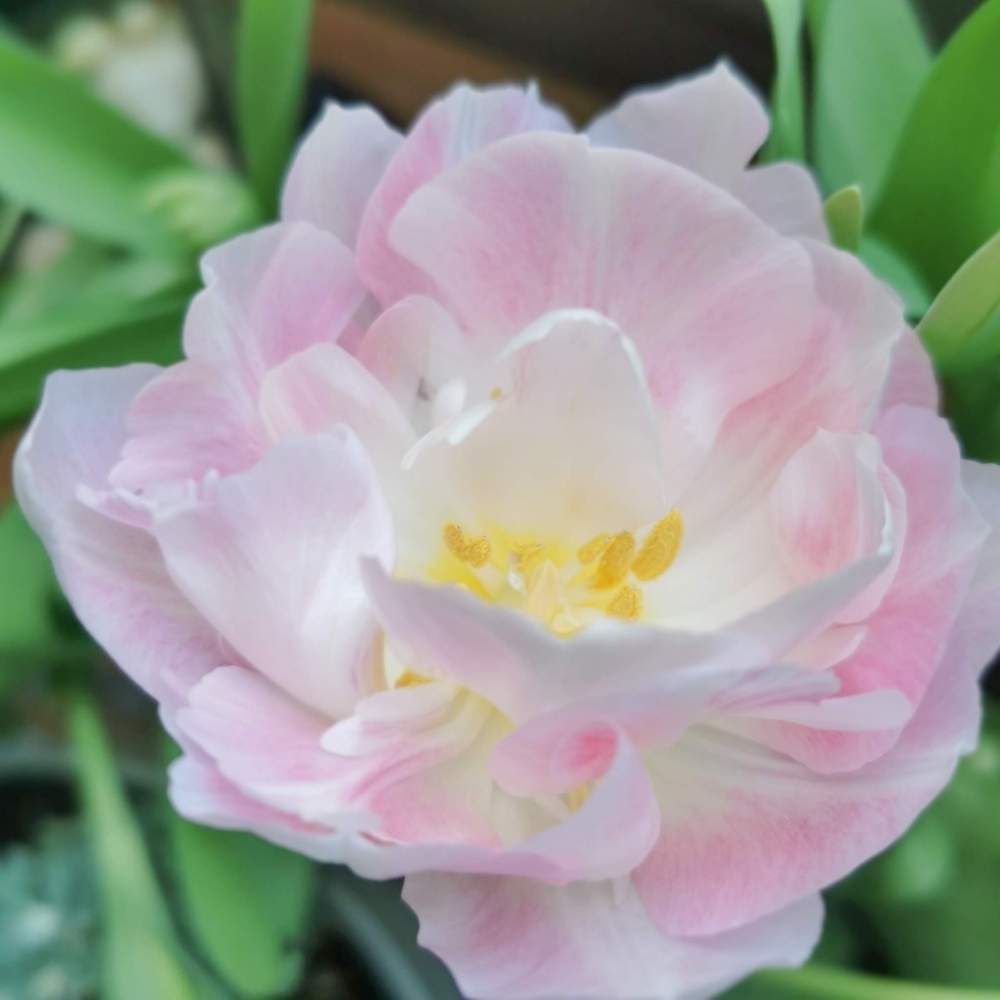 チューリップ アンジェリケの投稿画像 By Emmaさん チューリップの水耕栽培とこういう時こそお花を飾ろうとおうち園芸とチューリップフォトコン 月4月12日 Greensnap グリーンスナップ