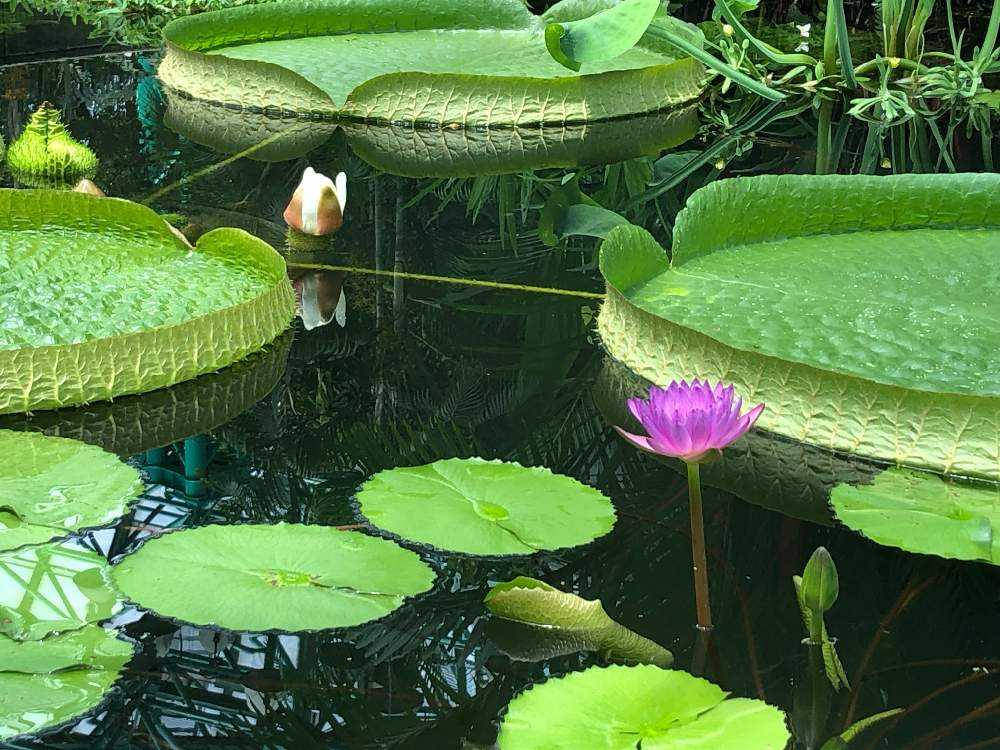 草津市立水生植物公園みずの森の投稿画像 By かずやんさん 月4月12日 Greensnap グリーンスナップ