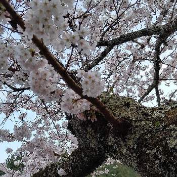 奈良県桜井市 談山神社の投稿画像一覧 Greensnap グリーンスナップ