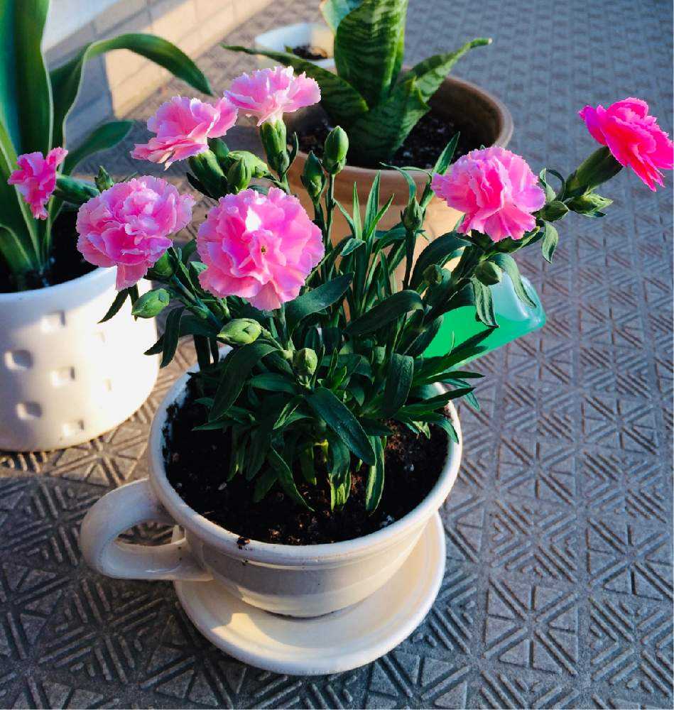 ミニカーネーション Greensnap グリーンスナップ