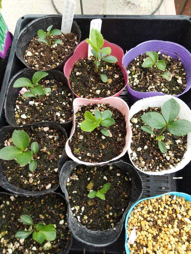 クリスマスローズの苗　3年から育ったものです。 クリスマスローズは、比較的、丈夫で育てやすい | flower-green