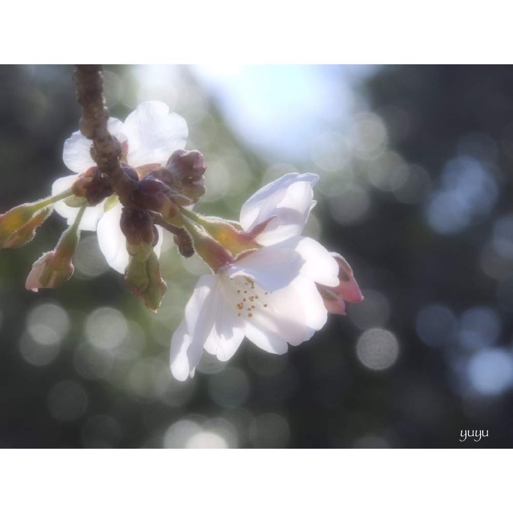 さくら サクラ 桜 Greensnap グリーンスナップ さくら サクラ 桜 Greensnap グリーンスナップ