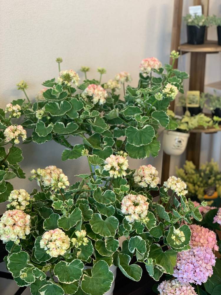 八重咲きゼラニウム アップルブロッサムの投稿画像 By Flowershopassistさん 斑入り好きと春の お花と一目惚れとgs映えと大好きとおうち園芸と八重咲き大好きと花のある暮らしと超絶可愛いとお花屋さんと八重咲きが可愛い 月4月12日 Greensnap グリーンスナップ