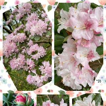 椿ガーデンの花たちの画像 by ひみつのアッコちゃんさん | お出かけ先と石楠花（しゃくなげ）と八重咲きチューリップと椿ガーデンの花たち