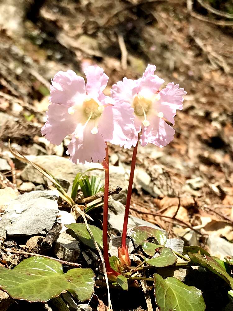 イワウチワの投稿画像 By Linmokuさん 山野草とピンクの花と春のお花とハイキング 登山 月4月13日 Greensnap グリーンスナップ