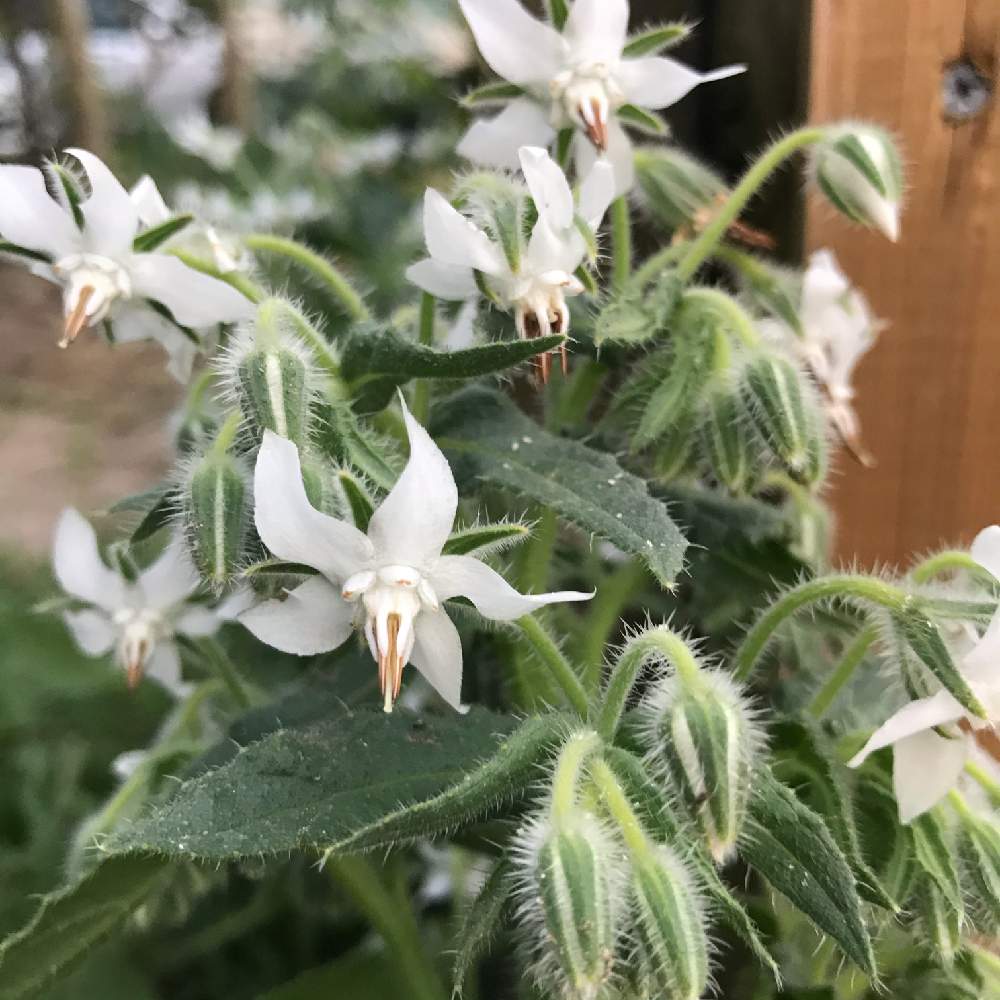 ボリジの投稿画像 By ねこひげガーデンさん 千葉県と花壇とナチュラルガーデンとおうち園芸と植中毒とハーブと白い花 月4月13日 Greensnap グリーンスナップ