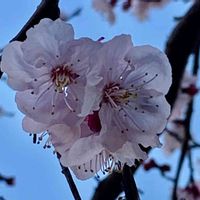 アンズ,今日のお花,お出かけ先の画像