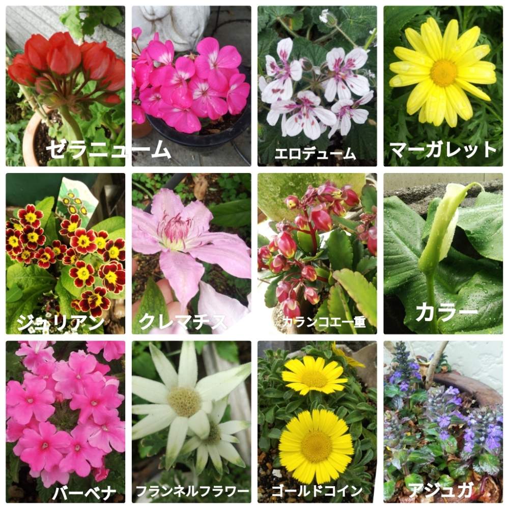 ゴールドコイン の投稿画像 By メリーさん ゼラニューム チュリップ咲きとクレマチス とエロディウム ペラルゴニフォーラム スイートハートとカラー 切り花 とおうち園芸と フランネルフラワーと 宿根バーベナとマーガレットの花と一重咲きカランコエとアジュガ と