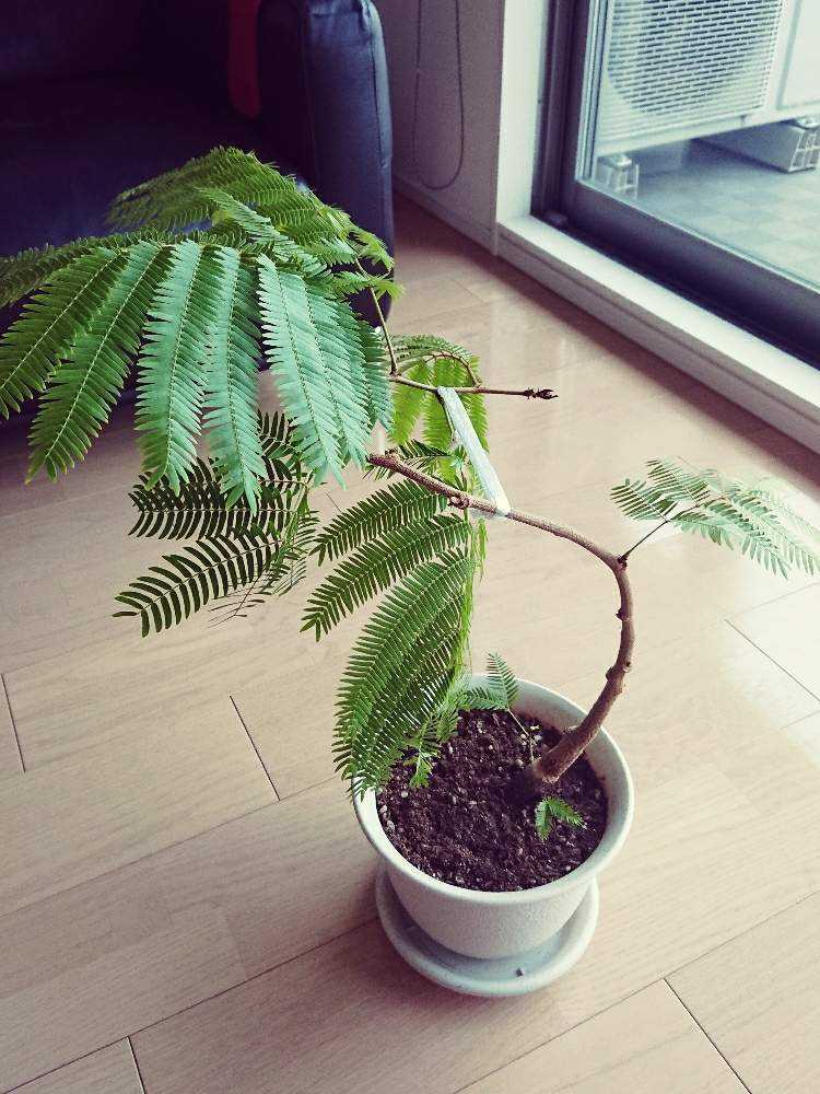 エバーフレッシュの投稿画像 By Ariさん 植え替えと曲げと新生活を彩る観葉植物フォトコンと観葉植物と成長記録 月4月13日 Greensnap グリーンスナップ