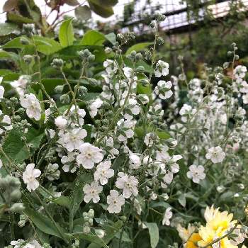 オンファロデス リトルスノーホワイトの投稿画像一覧 Greensnap グリーンスナップ