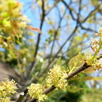 榎の花の投稿画像一覧 Greensnap グリーンスナップ