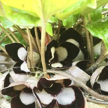 キモい花の投稿画像一覧 Greensnap グリーンスナップ