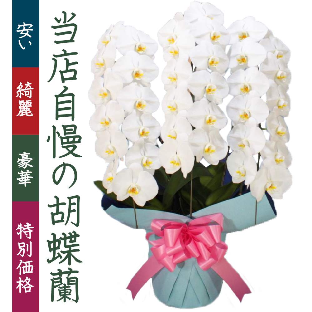 胡蝶蘭の投稿画像 By 胡蝶蘭専門店ベストフラワーさん 胡蝶蘭の花とビジネスフラワーと胡蝶蘭のある暮らしと胡蝶蘭法人向け 月4月13日 Greensnap グリーンスナップ