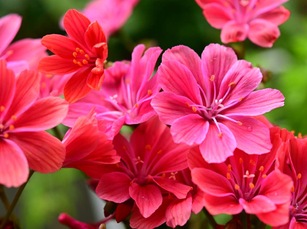 バルコニー/ベランダの画像 by ゆっちさん | バルコニー/ベランダと植物からパワー❣️とピンク❤︎ピンクと美しい♡と『おうち園芸』フォトコンテストときれ～い❤とレウィシア 満開と花のある暮らし