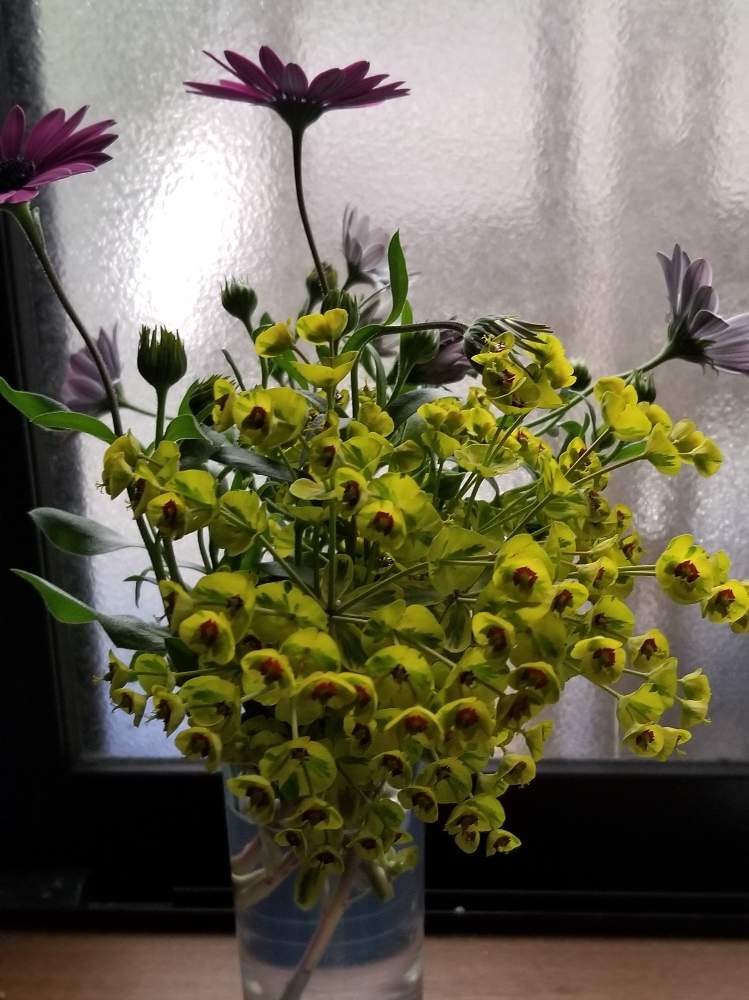 ユーフォルビア ゴールデンレインボーの投稿画像 By りょうたんさんさん オステオスペルマムと寄せ植えと生け花とおうち園芸 月4月13日 Greensnap グリーンスナップ