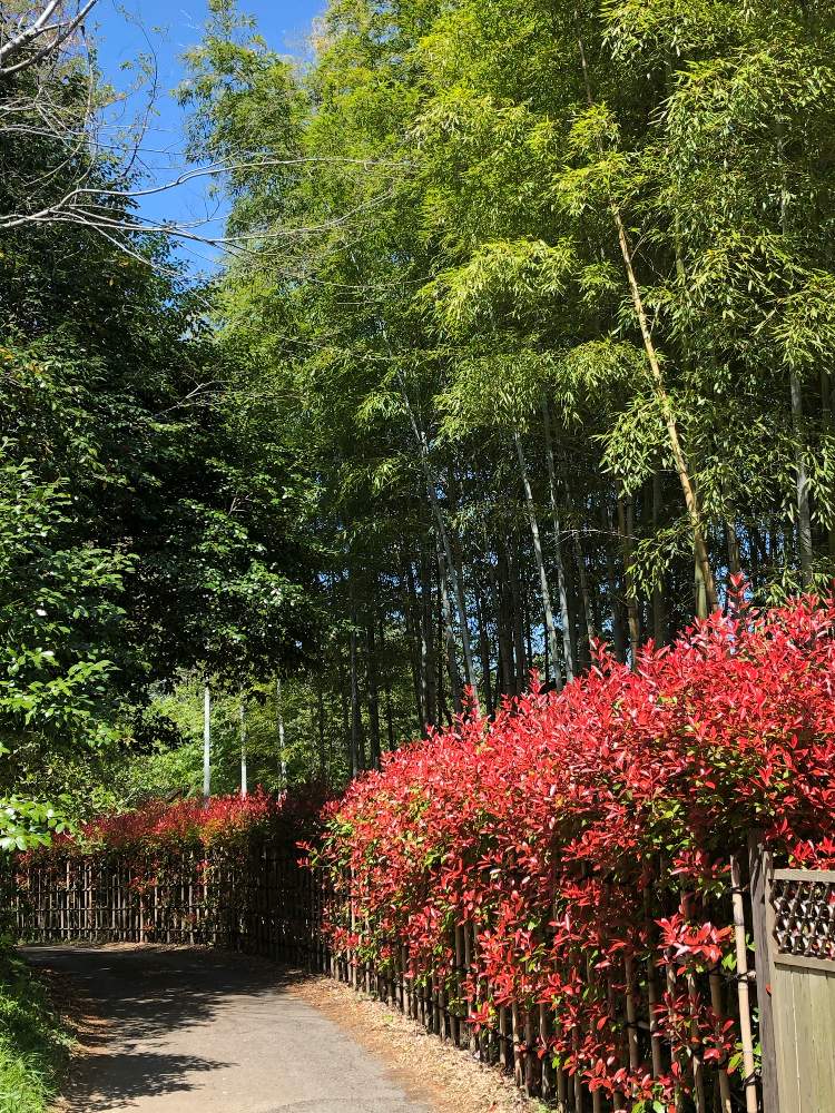カナメモチの投稿画像 By ゆいみゅうさん バラ科とあかと常緑小高木とあけぼの山公園 月4月13日 Greensnap グリーンスナップ
