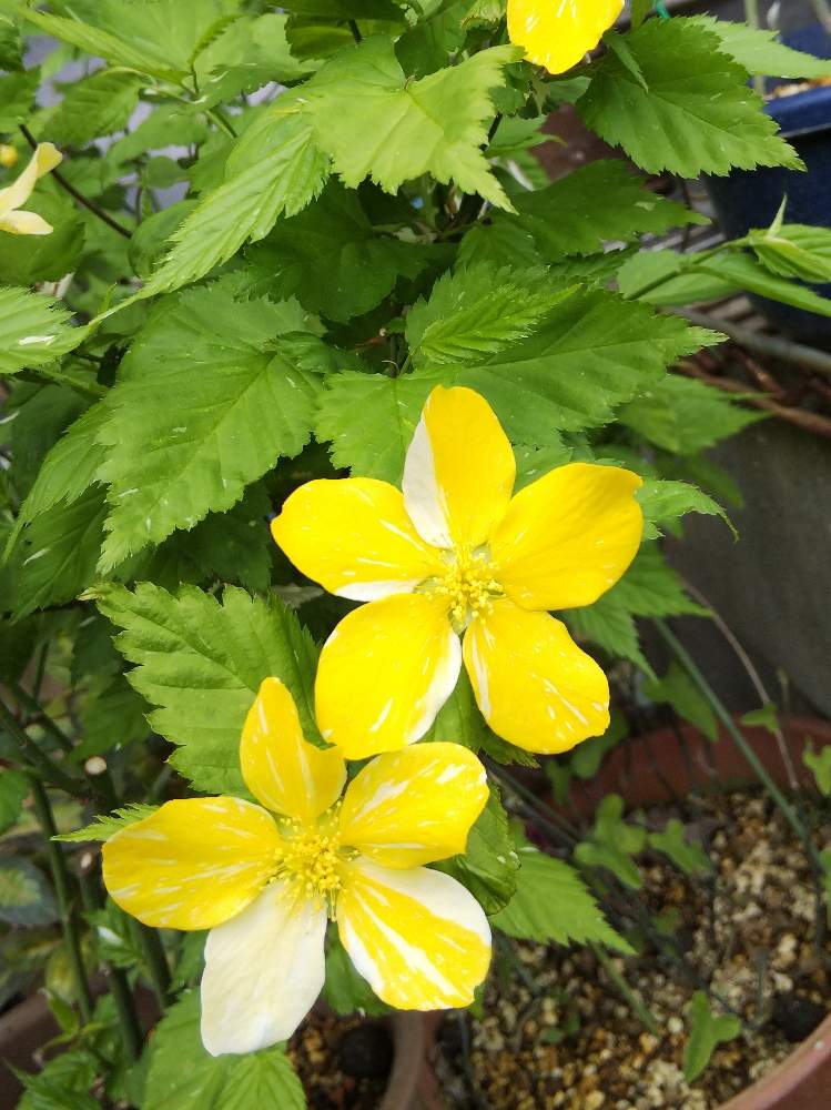 ヤマブキの投稿画像 By Kasumiさん 山吹と斑入りヤマブキと山吹 やまぶき と春の芽だしとつぼみ好きと山野草大好きと山野草とおうち園芸と黄色と美しいと黄色の花と鉢植えと小さい花と花のある暮らしとかわいいとかわいいな と斑入り 月4月13日 Greensnap