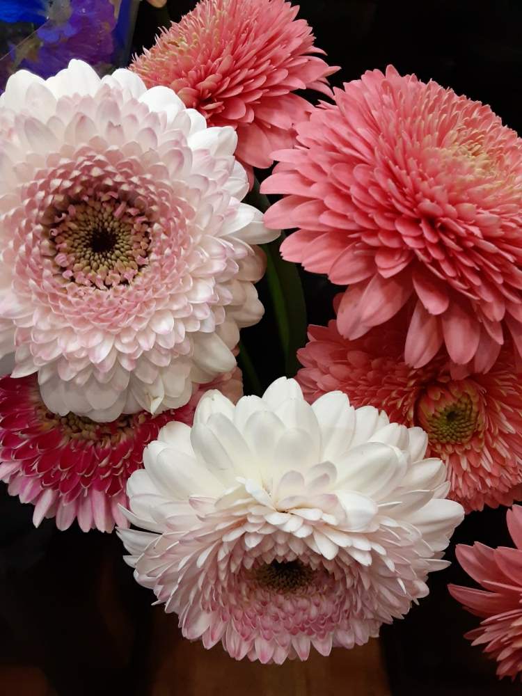 八重咲きガーベラの投稿画像 By 39manさん ガーベラとピンク ピンクと花言葉と花屋新米と花の名前を覚えるとお花のある生活と本日の入荷とやっぱり花が好き 月4月13日 Greensnap グリーンスナップ