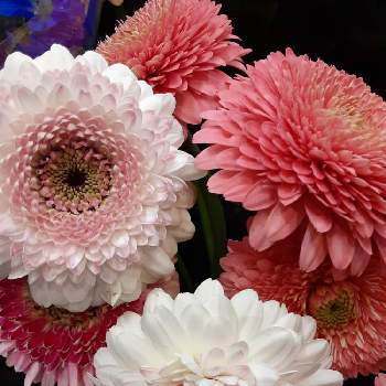 八重咲きガーベラの投稿画像一覧 Greensnap グリーンスナップ