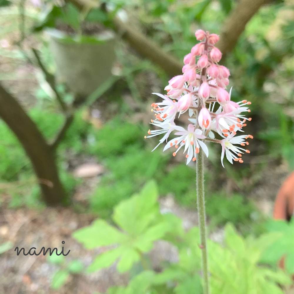 ティアレアの投稿画像 By なみさん 咲いた ʾʾと花の15年組と小さな庭と咲いた ʾʾと花の15年組 月4月13日 Greensnap グリーンスナップ Greensnap グリーンスナップ