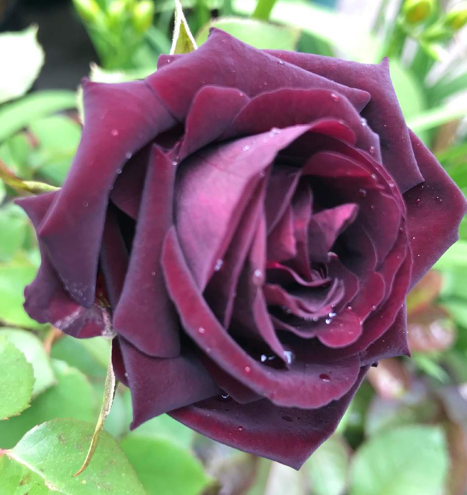 バラの投稿画像 By ひろちゃんさん 薔薇とルイ14世と咲いてくれてありがとう と新型コロナウィルスに負けるなとミステリアスな色と赤い花と月曜日にはバラを 月4月13日 Greensnap グリーンスナップ