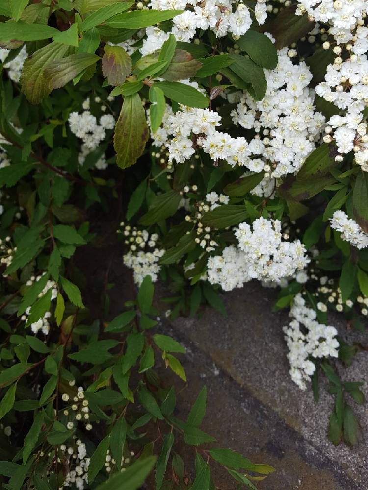 コデマリの投稿画像 By ピノコさん 白い花とシモツケ科 月4月13日 Greensnap グリーンスナップ