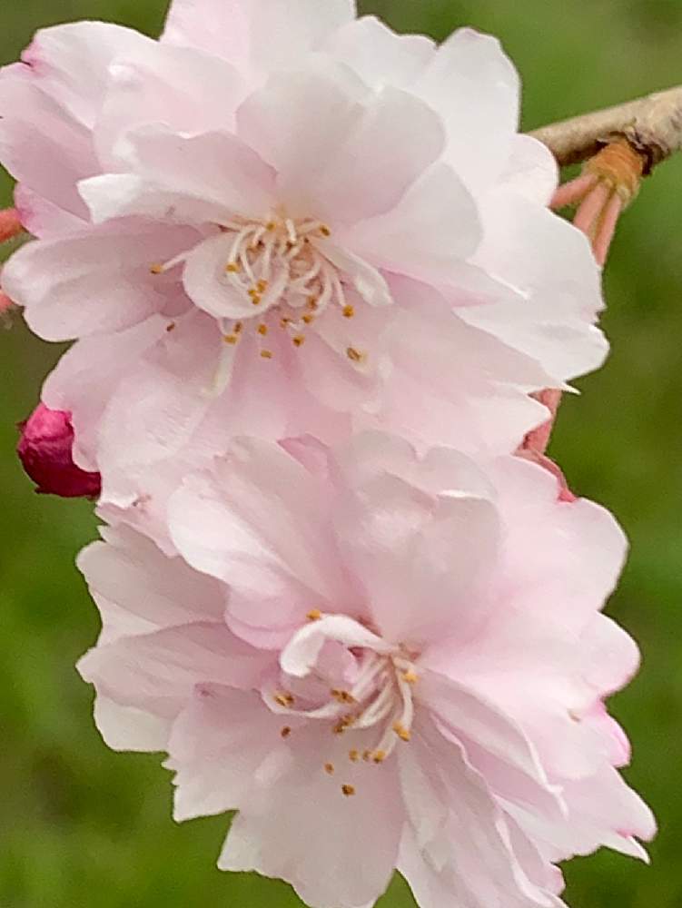 桜フォトコンの投稿画像 By ラブ ピンクちゃんさん ピンク ピンクと 愛おしいと 桜と 癒されてと 可愛い 月4月13日 Greensnap グリーンスナップ