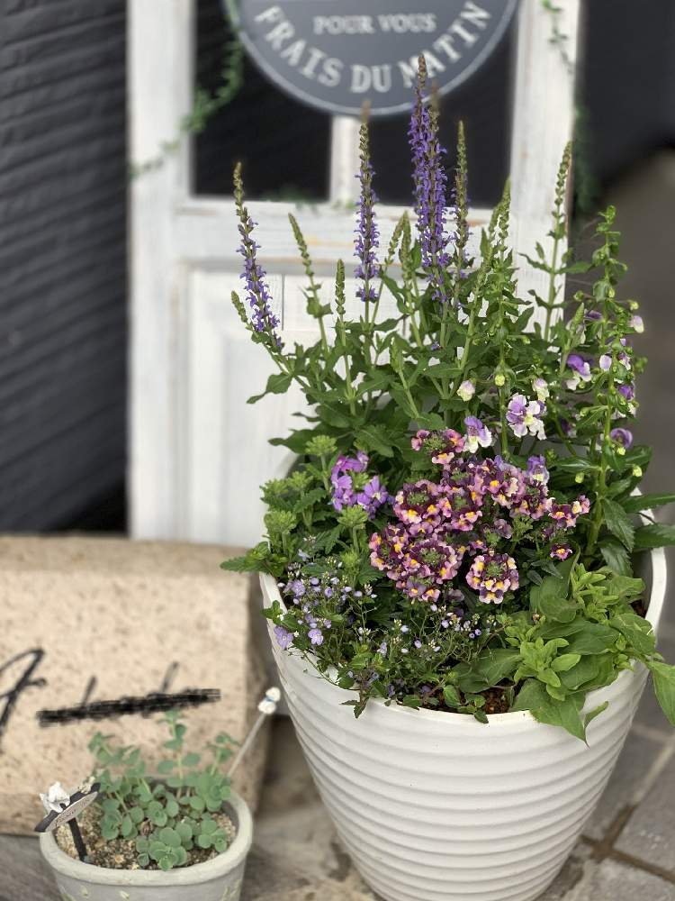 アンゲロニアの投稿画像 By ふかさん ペチュニア ディープブルーとネメシアとバーベナとブルーサルビアとベロニカ 月4月13日 Greensnap グリーンスナップ