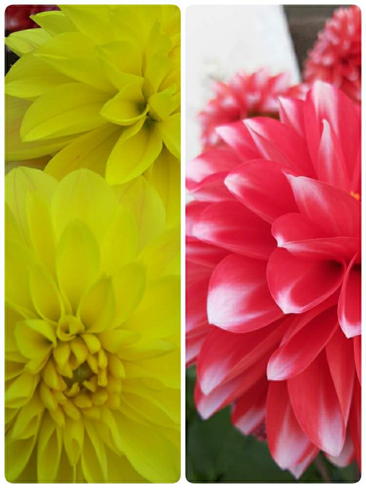 ダリアの投稿画像 By 39manさん カラフルと夏のお花と花言葉と花屋新米と育てやすいお花と花の名前を覚えると本日の入荷と切り戻し 月4月13日 Greensnap グリーンスナップ