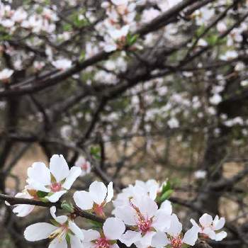 山桜桃梅の花の投稿画像一覧 Greensnap グリーンスナップ