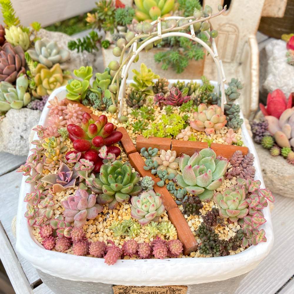 最新 ちま寄せに大活躍 根付きやすく増えやすい多肉ちゃん 275dce2a より開催中のクレイジーセール Pn Batam Go Id