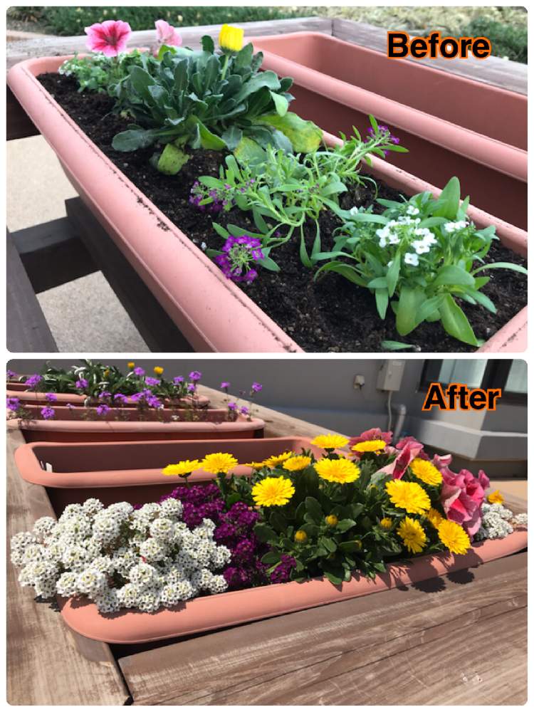 花の好きな人と繋がりたいの投稿画像 By Yasuさん 春のお花とまだ小学生レベルとプランターと初心者と鹿児島県と花のある暮らしと鹿児島市 月4月14日 Greensnap グリーンスナップ