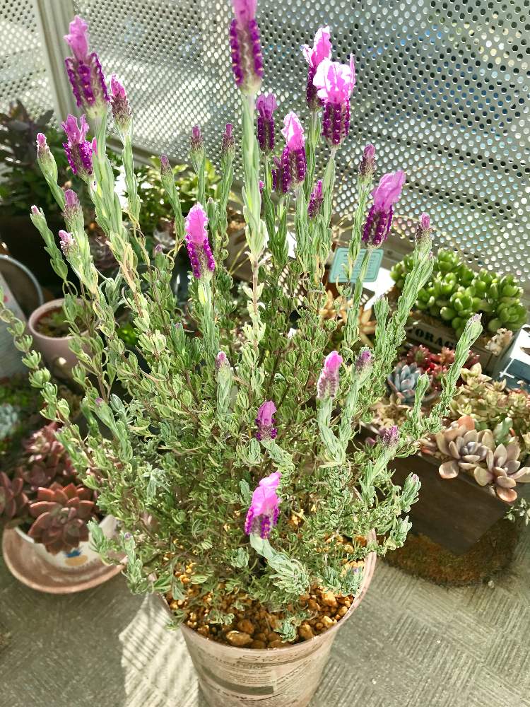 ラベンダーの香りの投稿画像 By ティアレさん デコパージュ鉢とフレンチラベンダー とベランダガーデニングと自作リメイク鉢とアンティーク風リメ鉢 とおうち園芸とラベンダープリンセス とラベンダー とフレンチ ラベンダーと花のある暮らし 月4月14日