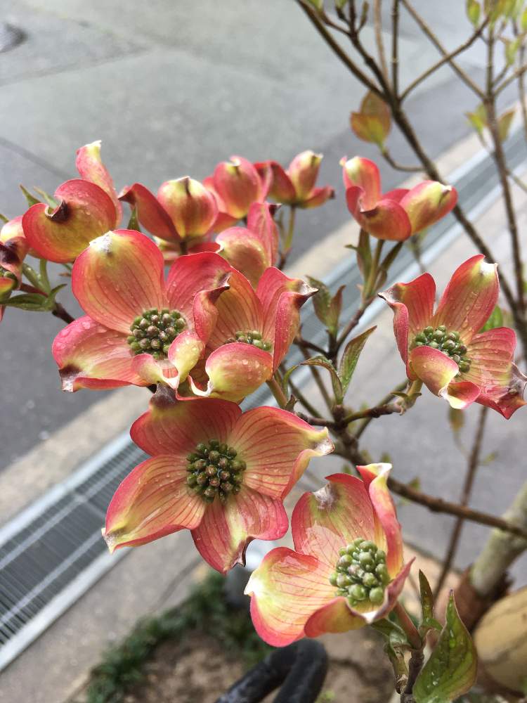 ハナミズキ 花水木 の投稿画像 By あやちゃんですさん お出かけ先とiphoneで撮影と元気なお花とご近所さんの庭先とお花が好き とお花が可愛いと花のある暮らしとお花探しの途中とお花の追跡とオレンジ 色のお花とiphoneで撮影と元気なお花とご近所さんの庭先とお花が