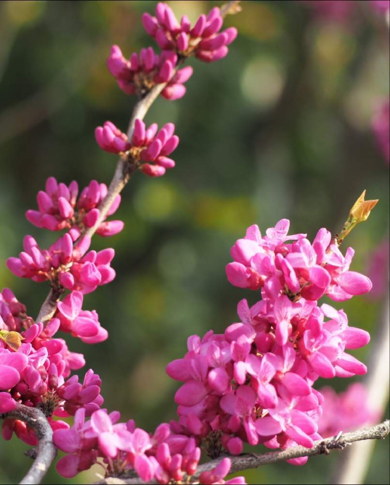 ハナズオウの投稿画像 By Momoさん 植物と暮らすとピンクの花と蘇芳花と花のある暮らしと道端とスオウバナ 蘇芳花と花蘇芳 月4月14日 Greensnap グリーンスナップ