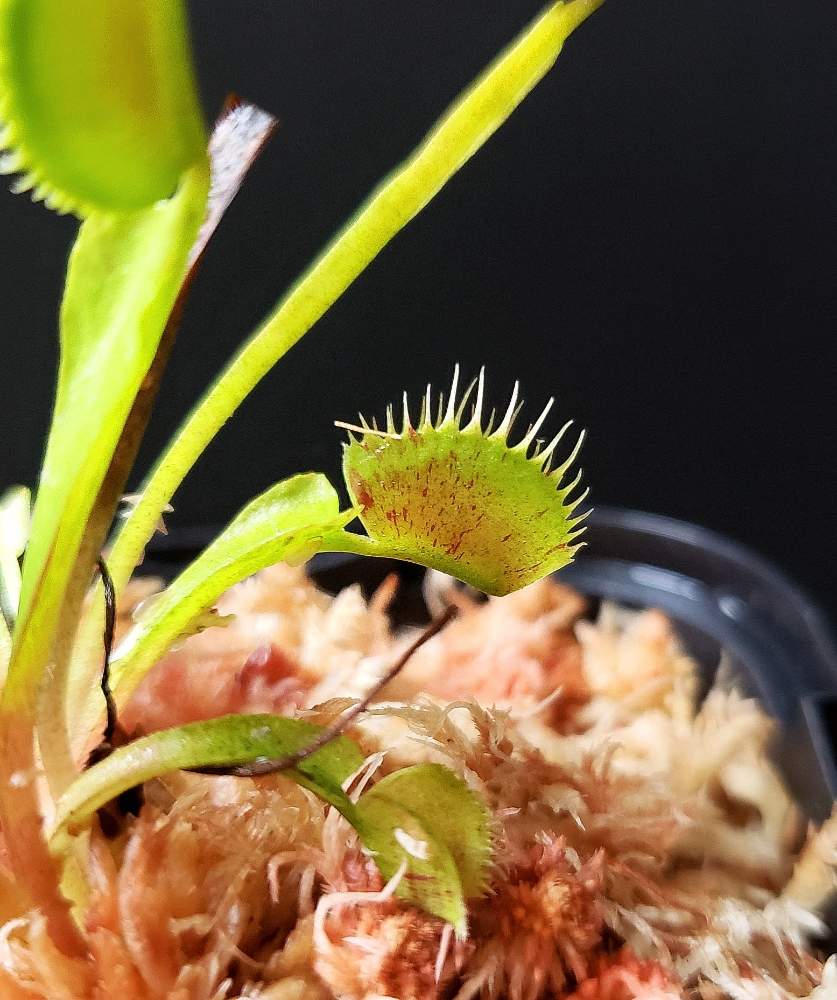 Dionaea Muscipula Spoty の投稿画像 By 熊みたいな熊さん 観葉植物と食虫植物と室内栽培専門と多肉大好きと食虫植物 ハエトリソウと室内栽培と草植系男子とおうち園芸とled栽培 月4月14日 Greensnap グリーンスナップ