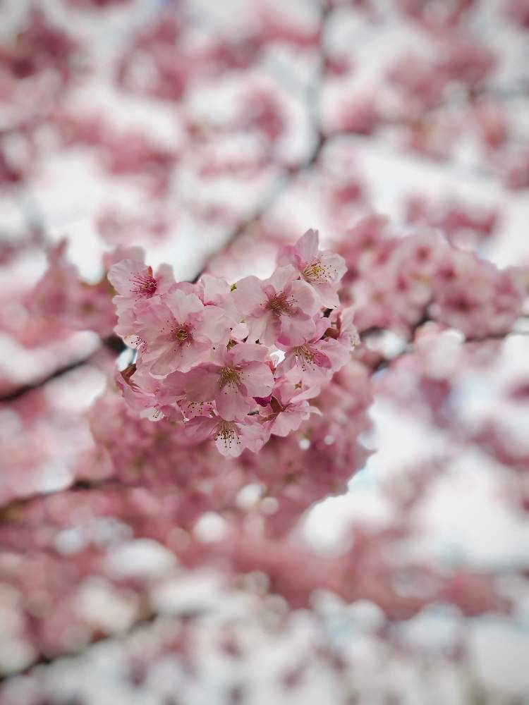 河津桜の投稿画像 By Kay Tama Gskさん キラキラ と和花と名残りと春が来たと自然美と朝の一枚と今日の一枚と淀水路と鮮やか と春の景色と京都と花のある暮らしと伏見区と和の花と京阪沿線と桜フォトコン 月4月14日 Greensnap グリーンスナップ