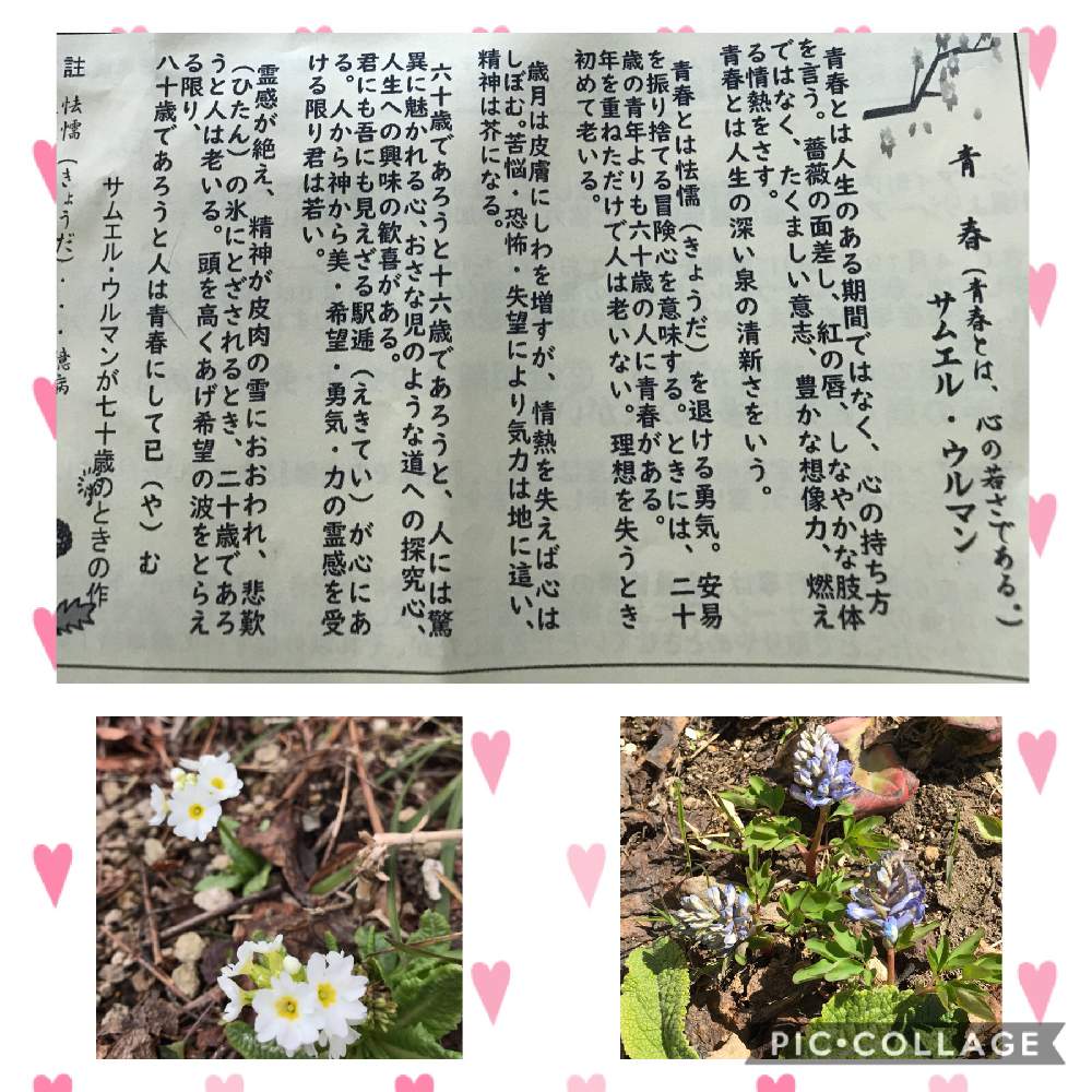 花のある暮らしの投稿画像 By さっちさん 小さな庭と花のある暮らし 月4月14日 Greensnap グリーンスナップ Greensnap グリーンスナップ