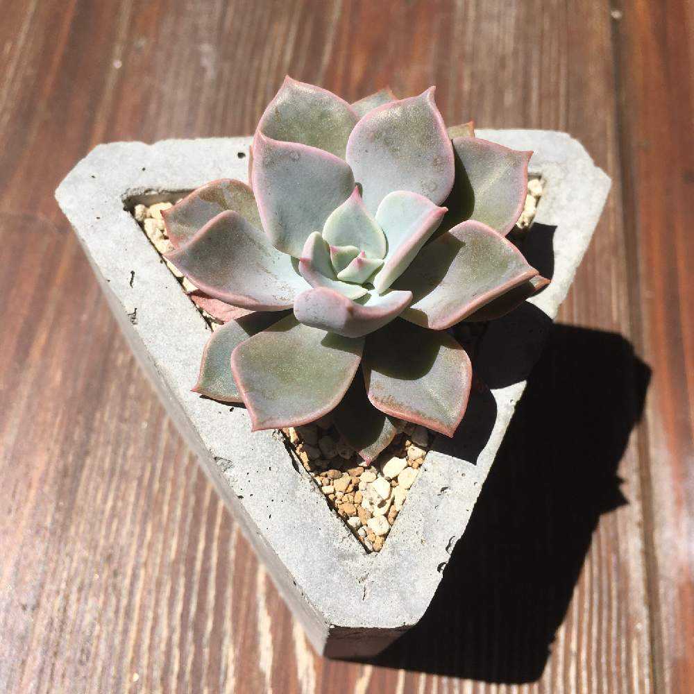 八重多肉植物。ジェニュインシェル。 ジェニファー 特級品 29 – Bull Succulent