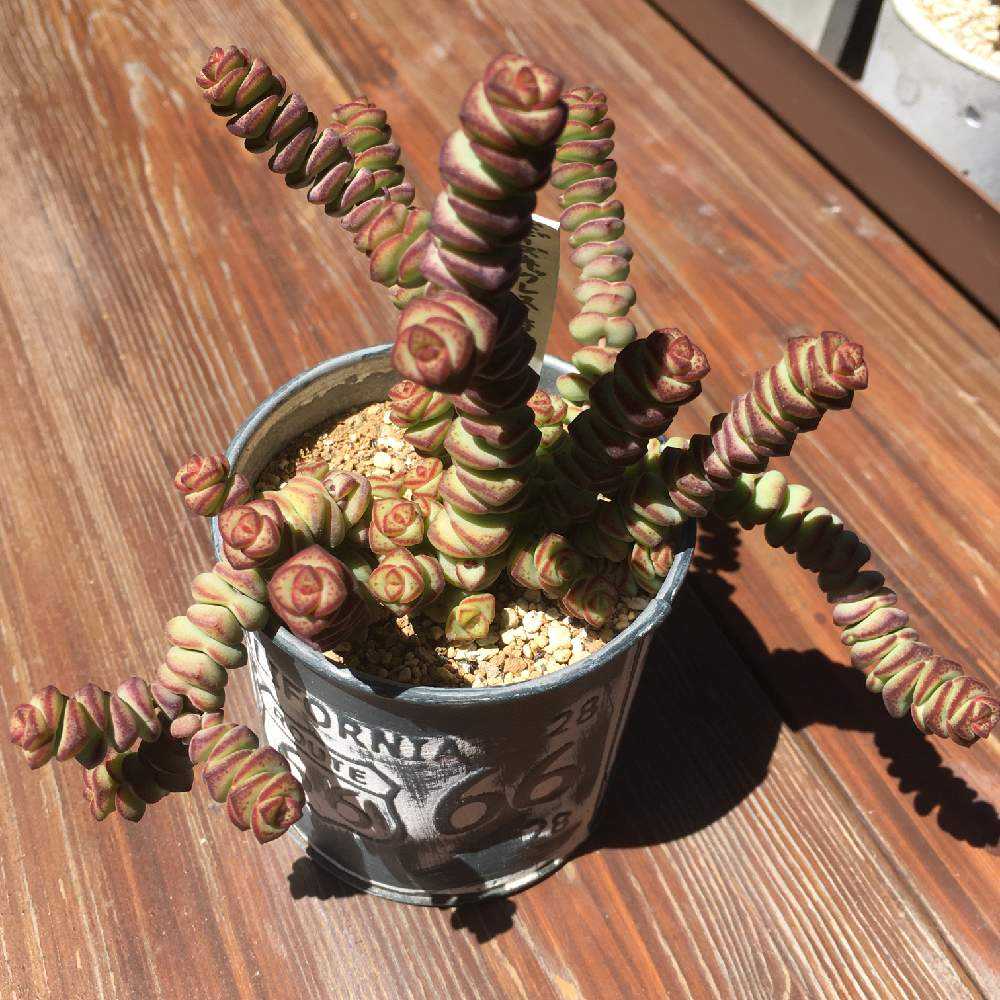 ベビーズネックレス成長記｜🍀GreenSnap（グリーンスナップ）