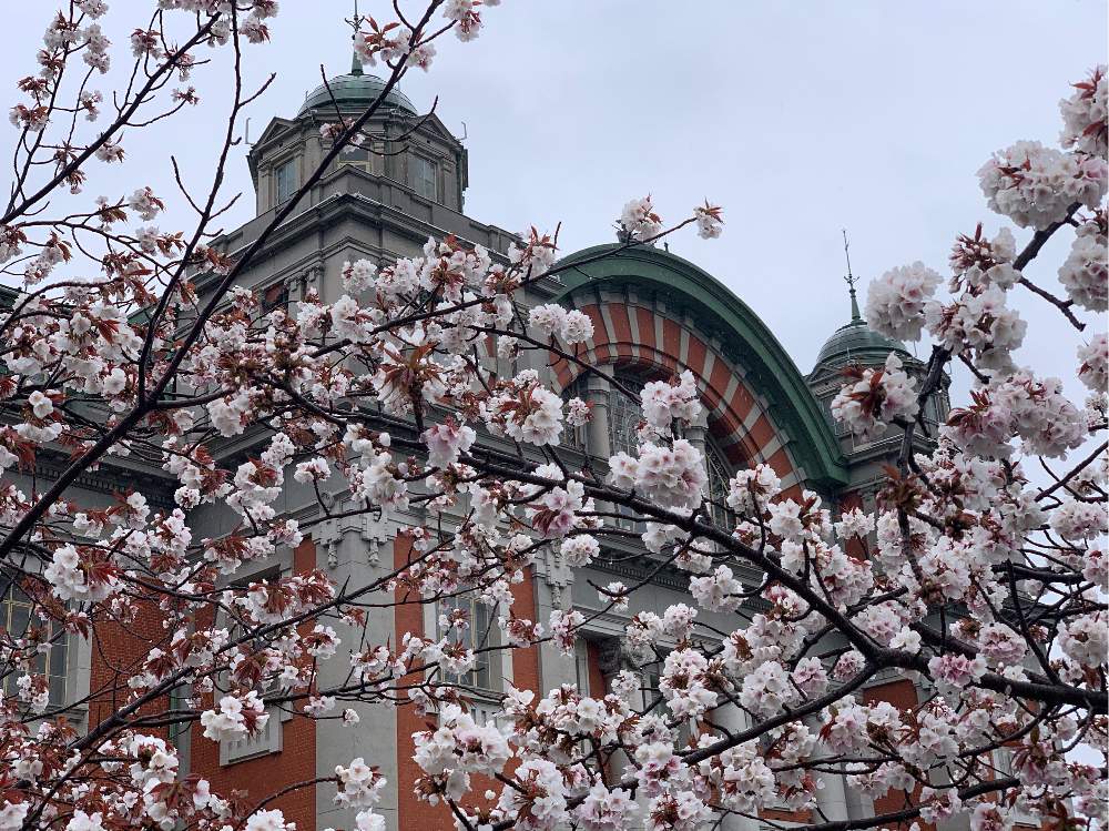 さくら サクラ 桜の投稿画像 By Okavangoさん 春 Osakaと大阪市中之島公園と春 萌ゆと 秋植え球根 フォトコンテストとお出かけ先と春 Osakaと大阪市中之島公園と春 萌ゆと 秋植え球根 フォトコンテスト 月4月14日 Greensnap グリーンスナップ